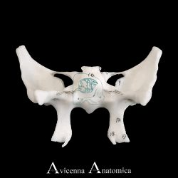 مولاژ استخوان اسفنوئید (Sphenoid Bone Model) با کیفیت بالا، نمایش دقیق بدن استخوان، بال‌های بزرگ و کوچک، زوائد پتریگوئید و حفره ترکی (Sella Turcica) به همراه سوراخ‌های آناتومیکی شامل فورامن روتوندوم، فورامن اووال و فورامن اسپینوزوم؛ مناسب برای آموزش و مطالعه آناتومی جمجمه.