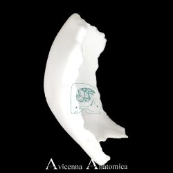 تصویر مولاژ سهبعدی استخوان آهیانه (Parietal Bone) جمجمه انسان که ناحیه پریتال آهیانه را با جزئیات کامل آناتومیک نشان میدهد. این مدل آموزشی شامل برجستگیهای استخوانی، خطوط همبندی (Sutures) و محل اتصال به استخوانهای مجاور است.